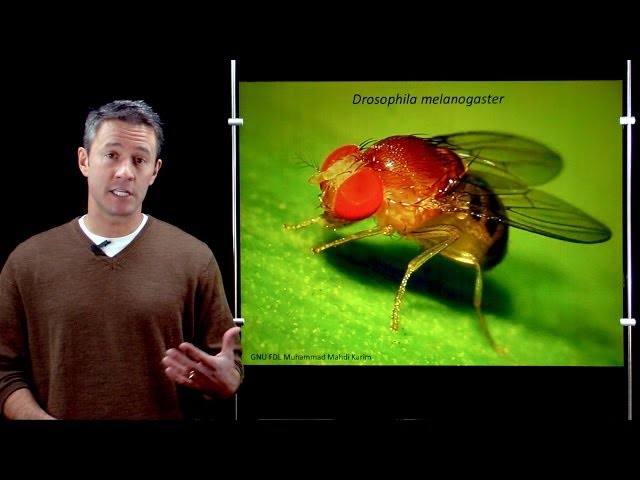 An introduction to fruit flies