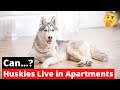 Can Huskies Live in Apartments?