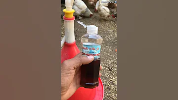 خل التفاح يعالج الامراض عند الدجاج 