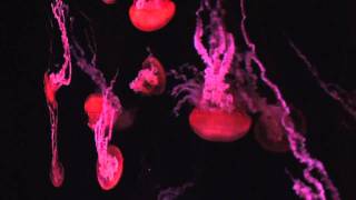 Addex - The Bionic World