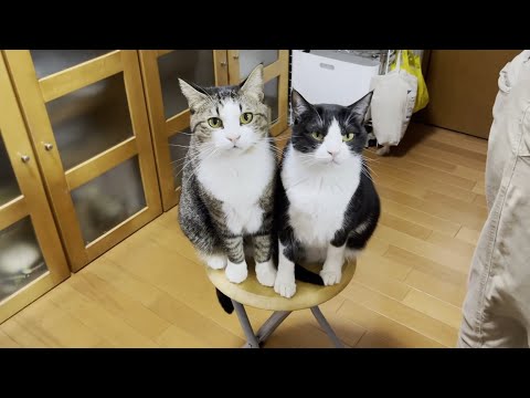 わざわざ狭いところで仲良く毛繕いする猫にほのぼのする