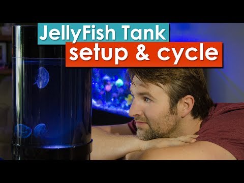 Jellyfish Tank Setup and cycling - Learn how to prepare and cycle your desktop jellyfish tank