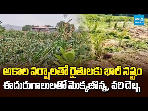 పంటలు నేలమట్టం| Telangana Farmers Hit Hard as Unseasonal Rains Destroy Standing Crops | @SakshiTV - SAKSHITV