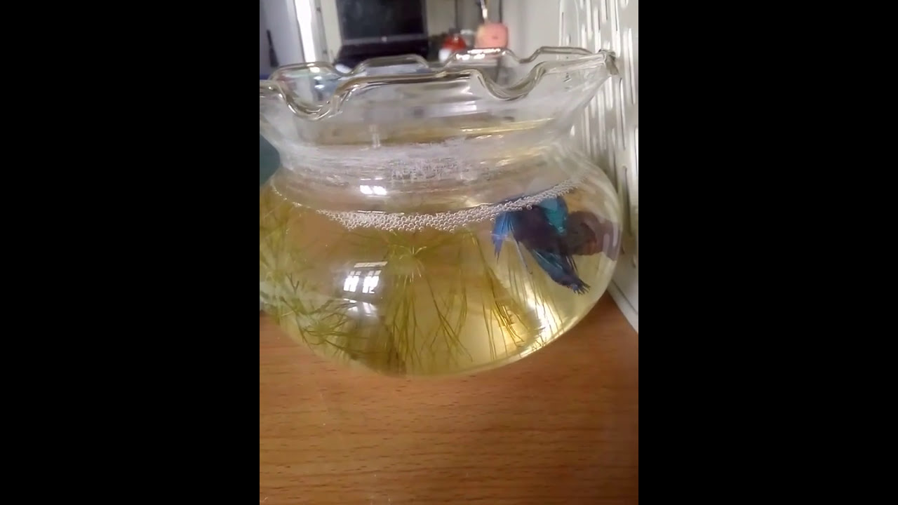 Cách ép cá Betta sinh sản đơn giản