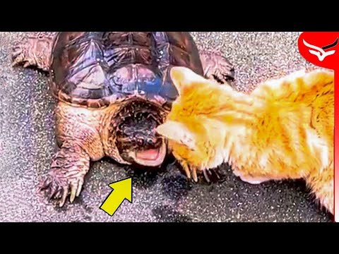 عضة واحدة كفيلة باقتلاع الذراع بأكملها وهو ما لم يعلمه هذا القط المزعج