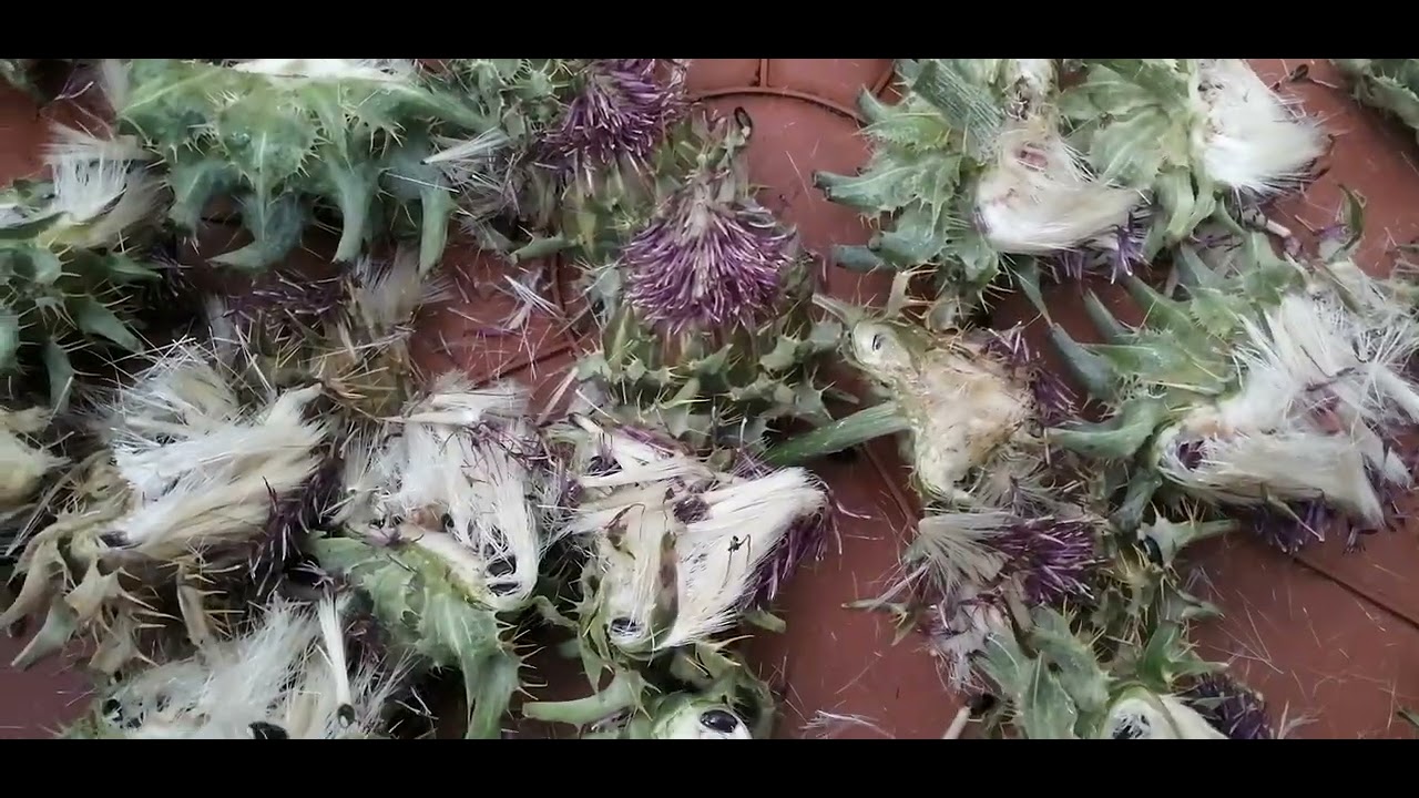 هكذا اقدم هذا النبات البري السحري لطيوري لزيادة الجهوزية