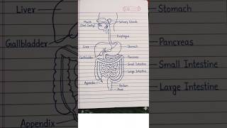 Digestive system #class10science