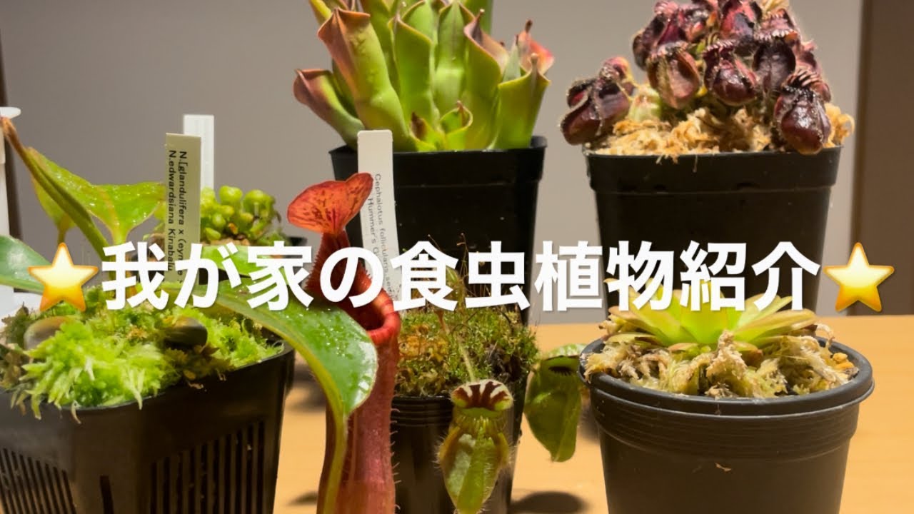 Introducing the carnivorous plants in my home! [Cephalotus
