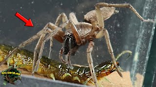 WILD SPIDER and POISONOUS CENTIPEDE  Which FANGS are the MOST POWERFUL?