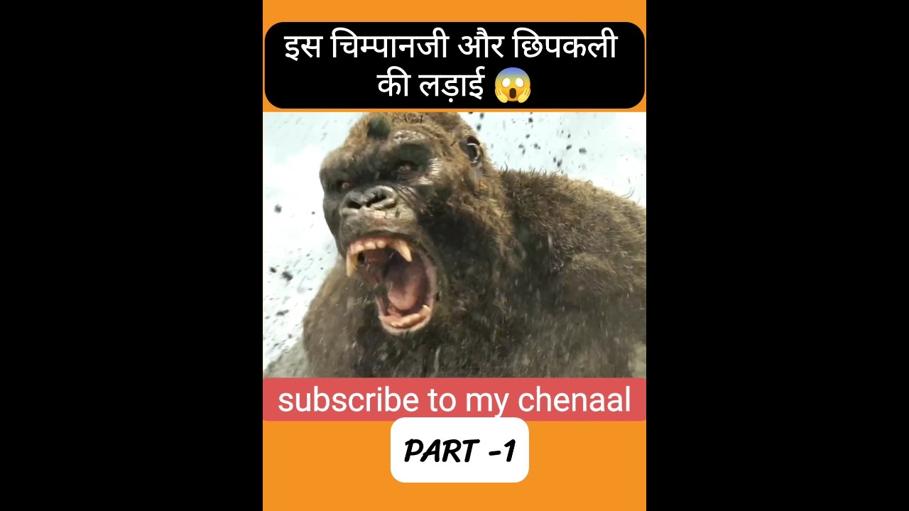 Chimpanzee vs Lizard: The Most Unlikely Fight  : 