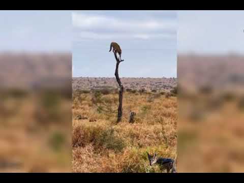 Two Jackals Trap A Wildcat On A Dead Tree 