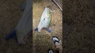 Big omilu sharked