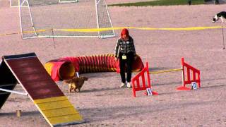 Novascotiannoutaja Tara Agilityn Pm