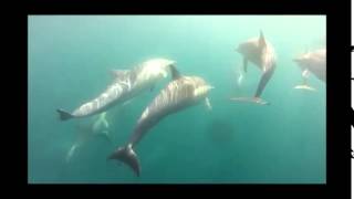 Living on the Edge: Settlement Patterns by the Symbiotic Barnacle Xenobalanus globicipitis...