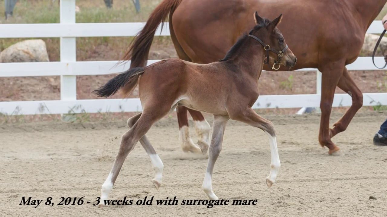 2016 Franziskus / Belissimo M Oldenburg GOV Colt