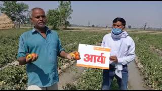 Download Lagu Arya tomato 🍅🍅🍅🍅🍅🍅🍅9991279789 MP3