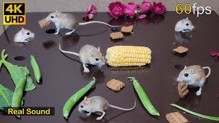 Cat TV games mouse fun hide & seek through jerry holes | cat tv for cats to watch 8 hour 4k UHD by Paul Birder 13,201 views 1 month ago 8 hours