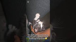 Iva my true love #cats #cute #catshorts #love #iva