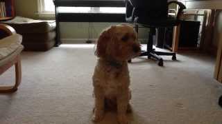 Dog Disappears! Vol. 2