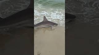 Fishing in st. George island, Florida ￼