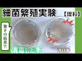 【サイエンス実験】細菌繁殖実験 高校生物