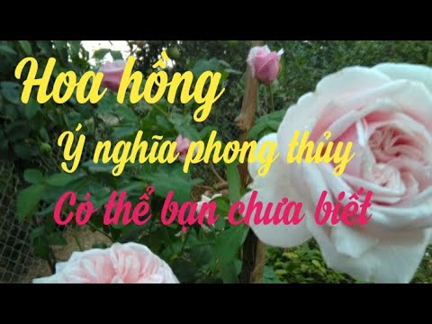 Video Ý nghĩa phong thủy của cây hoa hồng - youtube