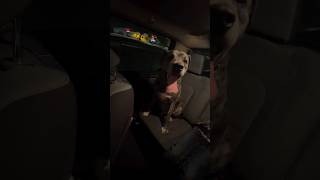 🚨 FOUND DOG – KILLEEN, TEXAS 🚨