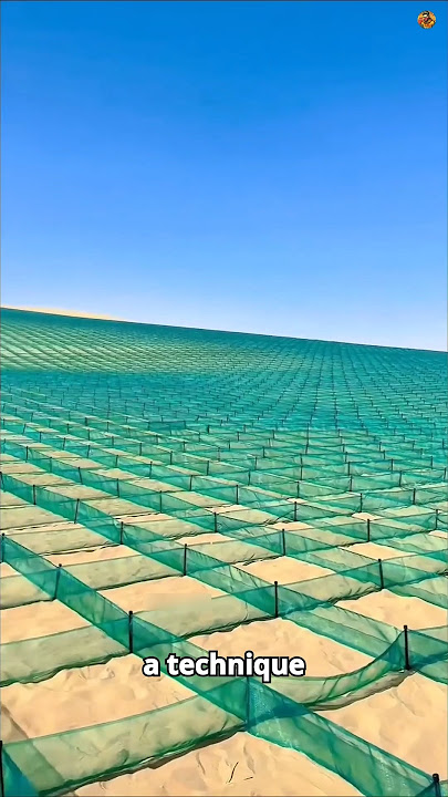 How China Is Transforming the Mongolian Desert into a Forest! 🏜️🌳