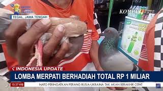 Pertama di Indonesia, Lomba Merpati Berhadiah Total Rp. 1 Miliar