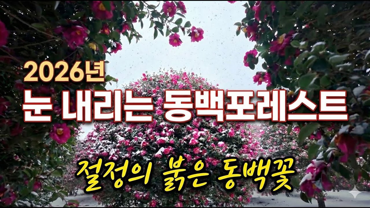 2026년 제주, 가장 아름다운 겨울의 기록 | 눈 내리는 동백포레스트...세상이 온통 하얗게 변해도 동백은 붉게 피어납니다 (4K)