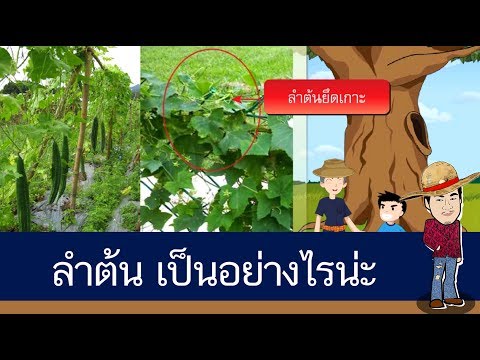 หน้าที่และส่วนประกอบของลำต้น - สื่อการเรียนการสอน วิทยาศาสตร์ ป.4