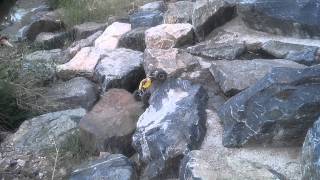 Venom Creeper With Paradox Xr Chassis