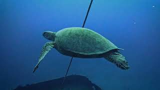 Shipwrecks, Turtles &amp; Blue Water Scuba Diving in Oahu, Hawaiʻi 🌺