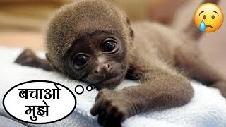 अंतरिक्ष में गए इस बंदर की दर्दनाक कहानी | Sad story of Gordo.