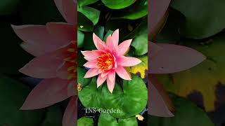 Water Lilly peachwaterlilly exoticwaterlilly flowers farming explore tamilsong muththamazhai