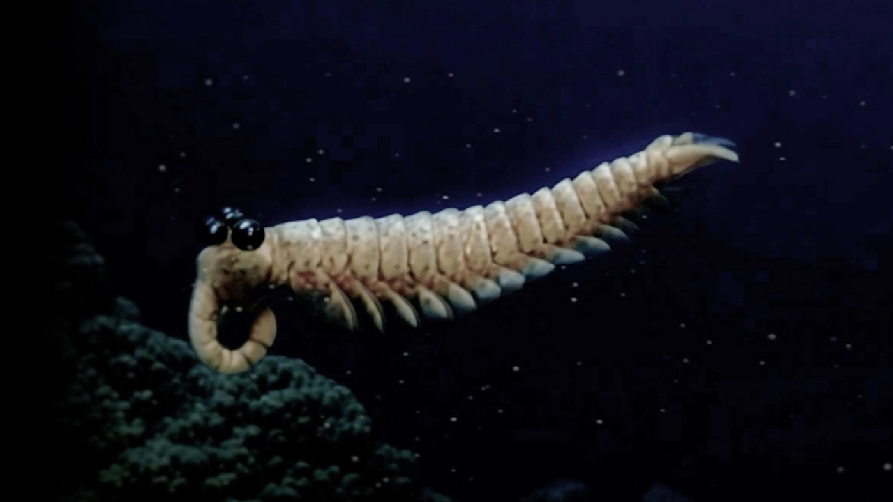 オパピニアです。 Opabinia: The Strangest Creature of the Cambrian - YouTube
