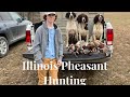 Illinois pheasant hunting with springer spaniels