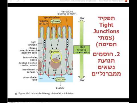 סוגים ותפקידים של צמתי תאים