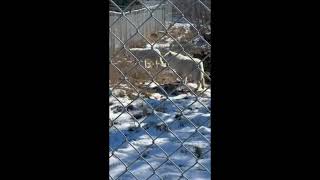 Rare white wolf howling SD 480p