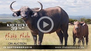 KHETHIWE 39 1/2" Buffalo Cow on Auction from Thaba Tholo.