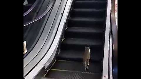 The Cat walks on Escalator