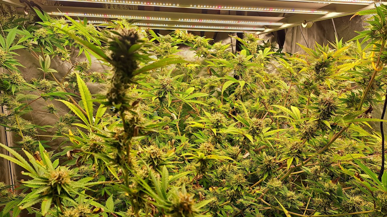 Cannabis harvest of Purple Canyon and Purple Crunch by Greenpoint Seeds