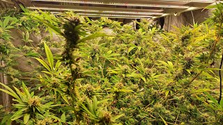 Cannabis harvest of Purple Canyon and Purple Crunch by Greenpoint Seeds