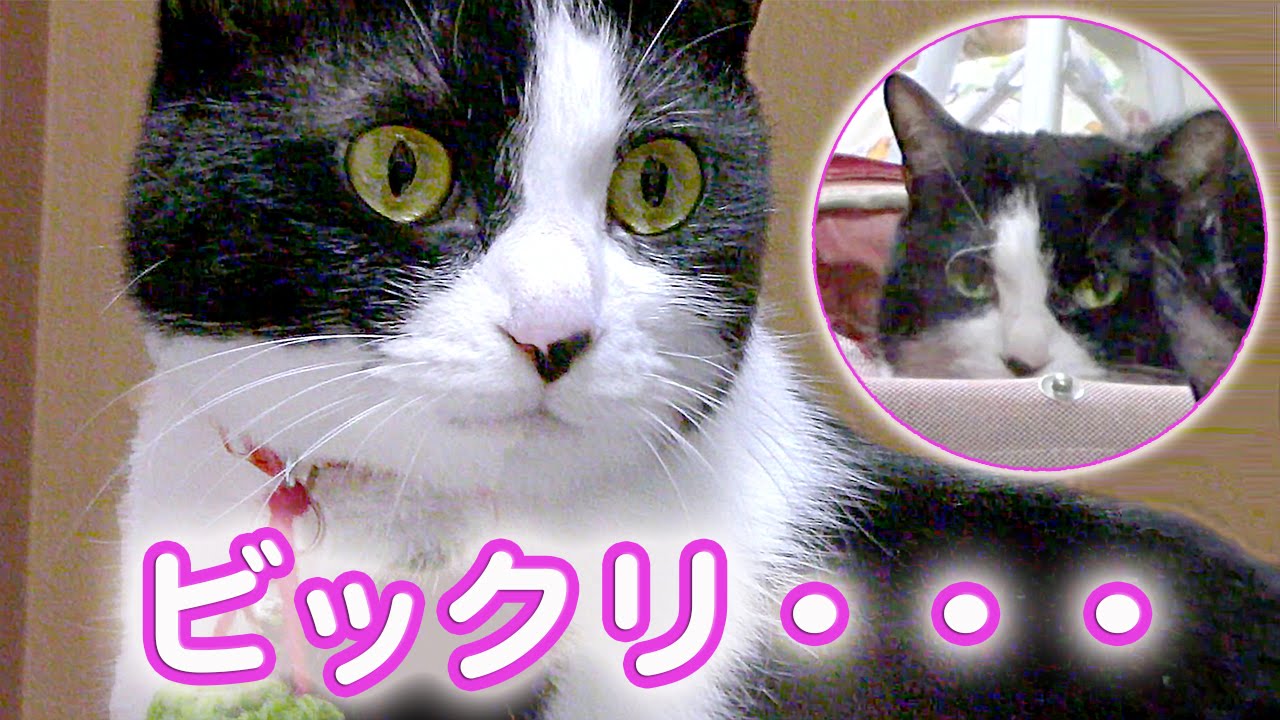 猫カフェ 横浜 鏡に映った猫姉さん｢ハッチ｣〜爆笑 ビックリ?..猫が見てるﾖww　- Cat studied her reflection in the mirror. おもしろ笑える猫動画