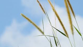 Background Video Ilalang Tertiup Angin