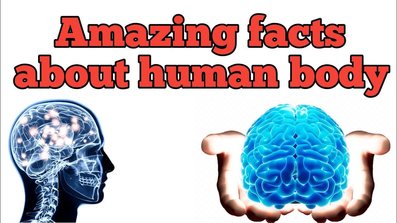 Top Amazing Facts About human body | Brain Facts in Urdu | galyat official