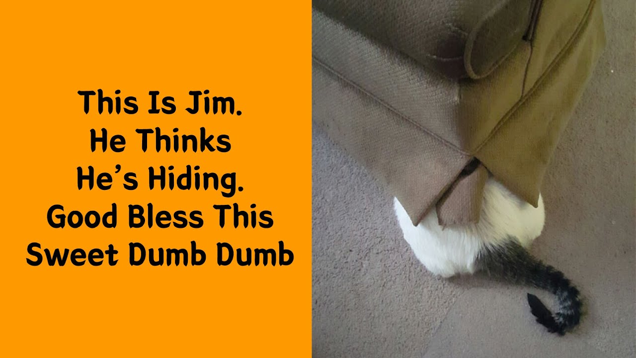 90 Funny Cats That Will Make You Laugh Out Loud - Try Not to Laugh!