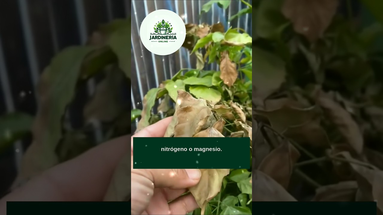 ¿Tus plantas se marchitan? 