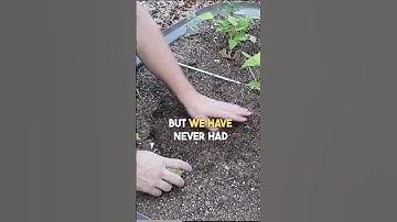 Zero-Cost Lettuce: How to Regrow Romaine from Kitchen Scraps