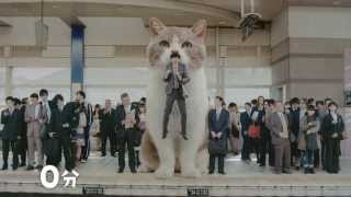 Japanese Cat Commercial CM
